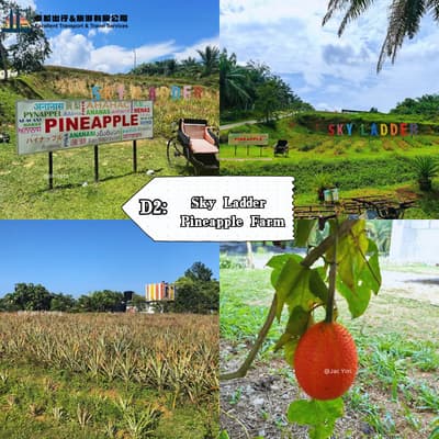 Sky Ladder  Pineapple Farm - Port Dickso